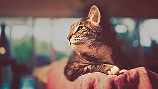 shallow focus photography of tabby cat lying on red textile, cat, animals