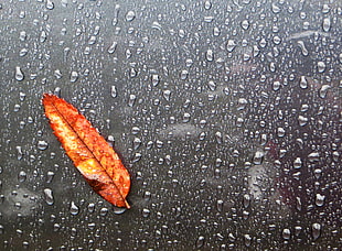 orange leaf with rain droplets