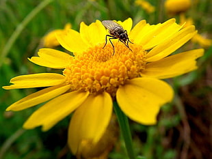 black fly on yellow petaled flower