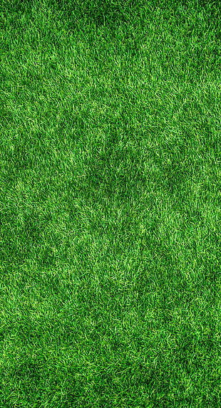 green grass HD wallpaper