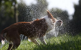medium-coated tan and white dog whirling during daytime