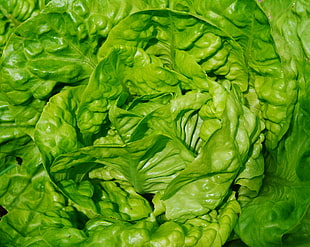 green leaf vegetable, Lettuce, Leaves, Vegetable HD wallpaper