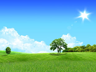 landscape photography of trees and green grass field during daytime