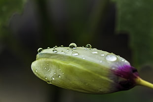 yellow Tulip closeup photography