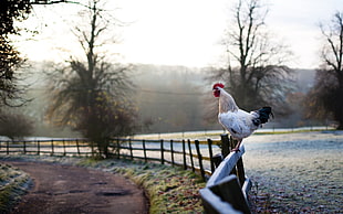 white and black rooster standing on wooden fence close-up photo during daytime