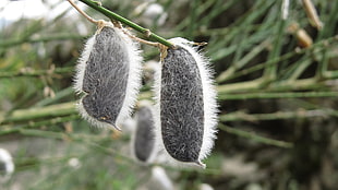 oval gray-and-white fruits, nature