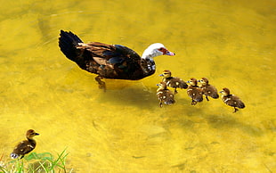 black and white duck with ducklings painting