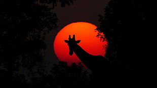silhouette color of Giraffe with red moon background at night time HD wallpaper