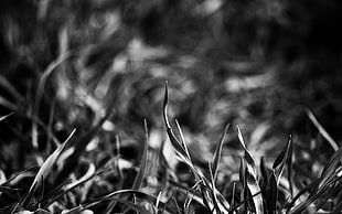 grass in gray scale photography