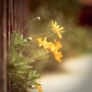 shallow focus photography of yellow flowers on brown wood during daytime