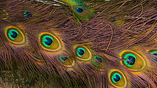 peacock fur HD wallpaper