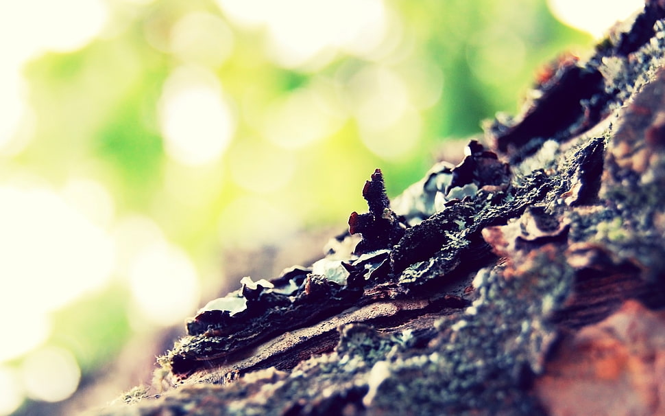 Shallow focus photography brown tree HD wallpaper