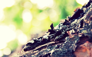 Shallow focus photography brown tree