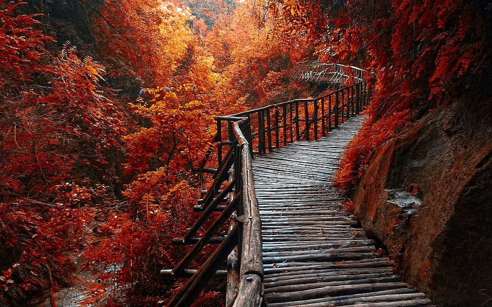 landscape photography of wooden bridge covered in orange leafed trees HD wallpaper