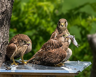 close up photography of three brown birds, kestrel