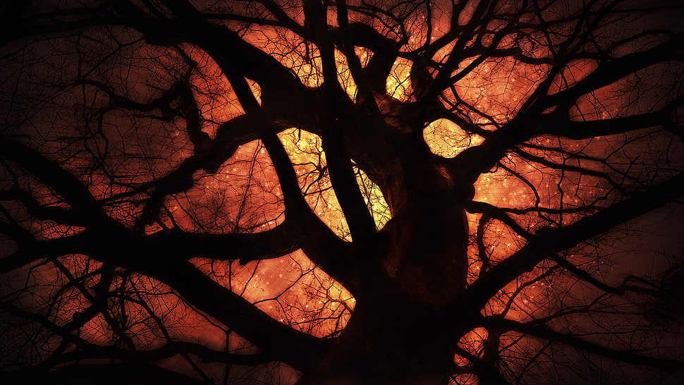 leafless tree silhouette, artwork, trees HD wallpaper