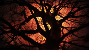 leafless tree silhouette, artwork, trees