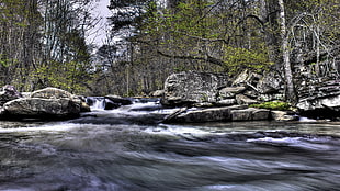 body of water, nature, trees, forest, river