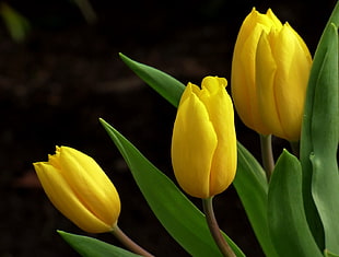 three yellow tulips HD wallpaper