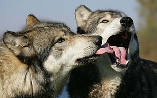 macro photography of two wolves licking each other