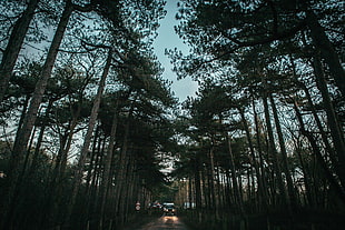 photo of forest, Trees, Road, Sky