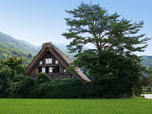 brown wooden house, Japan HD wallpaper