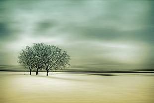 three bare tree photo during day time HD wallpaper