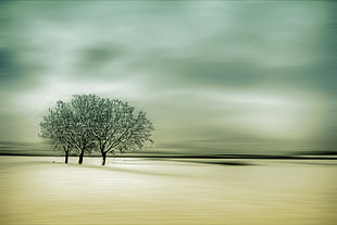 three bare tree photo during day time