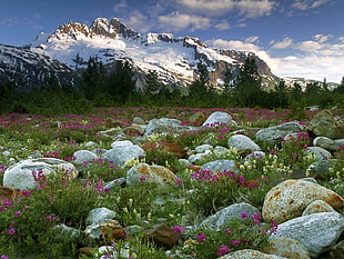 rock boulders surrounded by pink flowers HD wallpaper