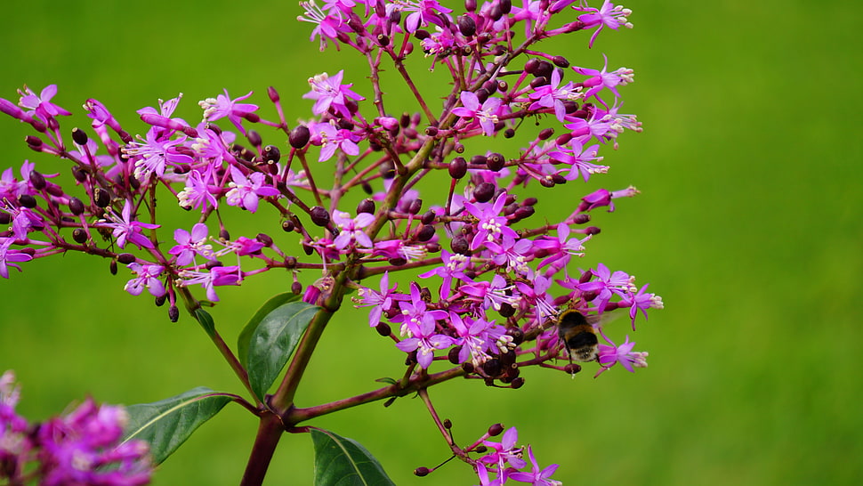 pink petaled flower HD wallpaper