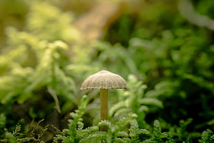 gray mushroom near plants