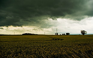 wheat field under comulu-nimbus clouds