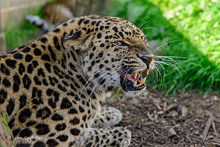 photography of Jaguar