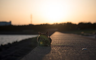 low-angle photography of gray tabby cat on black concrete pavement near road during sunset