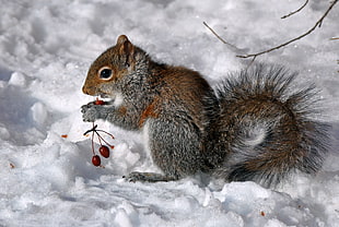 gray squirrel holding red fruit on snow