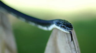 black snake, nature, snake, animals, reptiles HD wallpaper