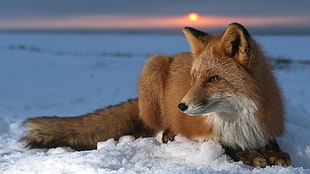 brown and white fox sitting on snow during sunset