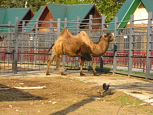 brown Camel inside gray metal cage