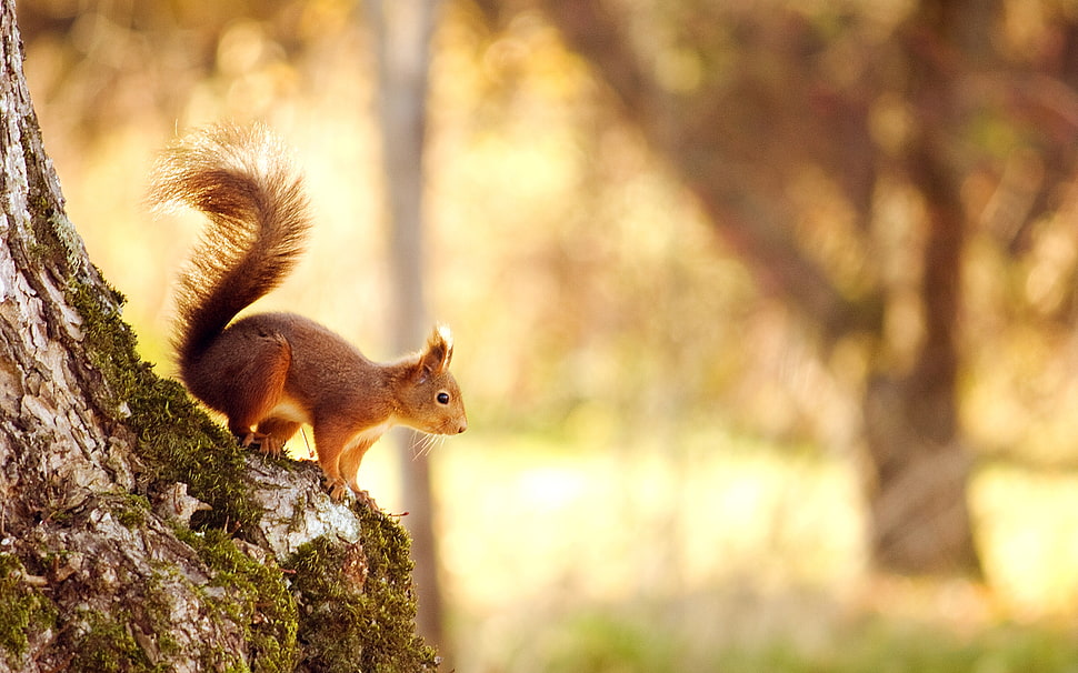 brown squirrel HD wallpaper