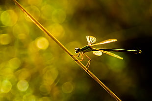 shallow focus photo of dragonfly, insect, nature, green, natural light HD wallpaper