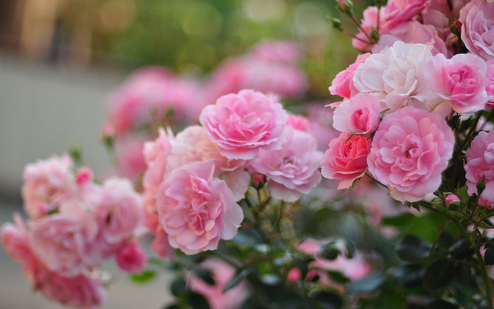 pink rose bush HD wallpaper