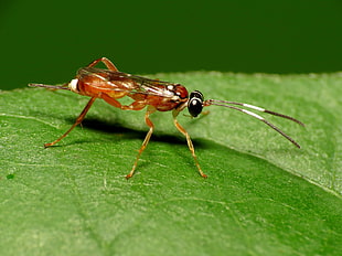 micro photography of brown wasp on top of green leaf, ichneumon wasp