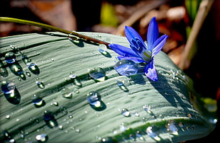 blue petaled flower with dewdrops above leaf