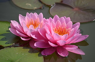 pink water lily flowers HD wallpaper