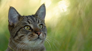 short-furred gray tabby cat, cat, animals