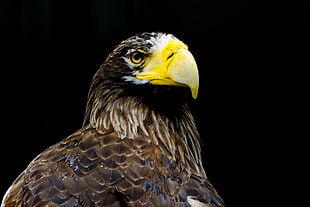 macro photography of brown eagle HD wallpaper