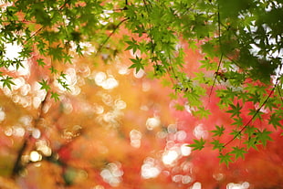 bokeh photography of green tree HD wallpaper