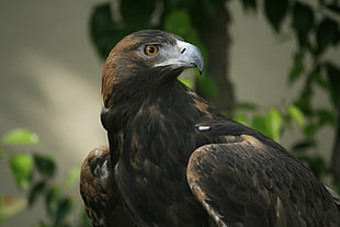 macro photography of black and brown eagle