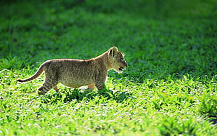 cub on green grass during daytime