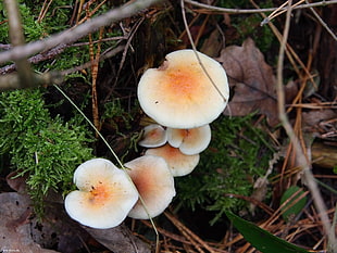 white and brown mushrooms besides green leaf plant